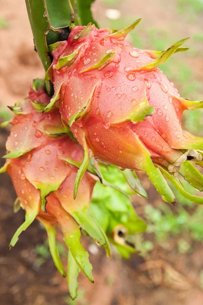 Dragon fruit op een boom — Stockfoto