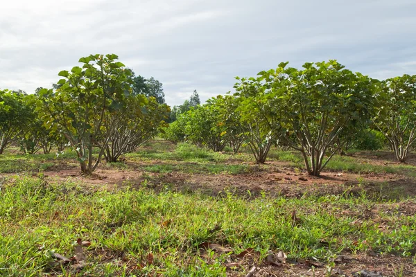 Planta de jatrofa en el campo de Tailandia —  Fotos de Stock