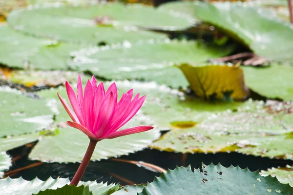水の上の背景として葉とピンクの睡蓮 — ストック写真