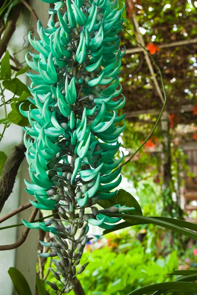 Smaragd Schlingpflanze, tropische Blume, Thailand — Stockfoto