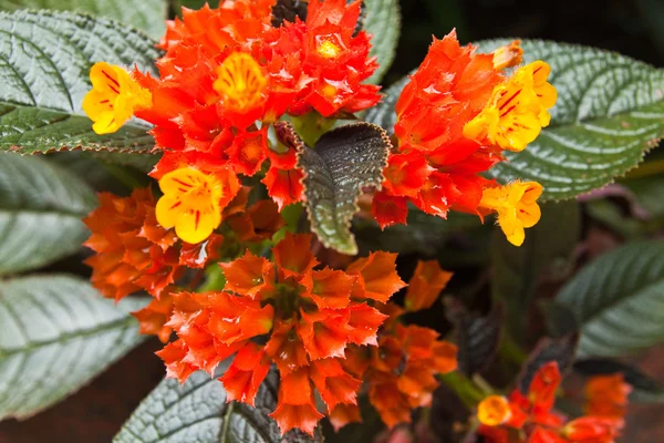 Tropical flowers on green leaves background. — Stock Photo, Image