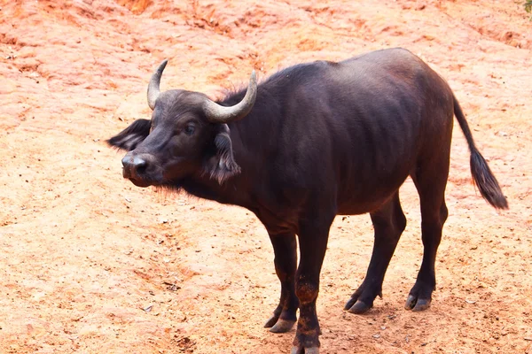 Africano Baffalo de perto — Fotografia de Stock