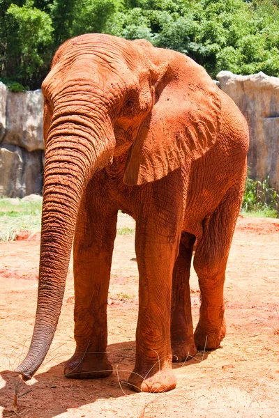 Elefante africano — Foto Stock