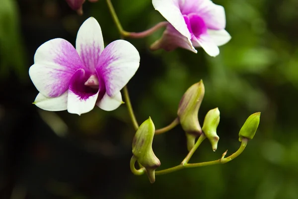 Krásné fialové orchideje — Stock fotografie