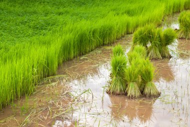 Tarlada çeltik pirinç