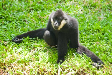 Beyaz Yanaklı Gibbon.