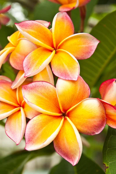 Plumeria flowers — Stock Photo, Image