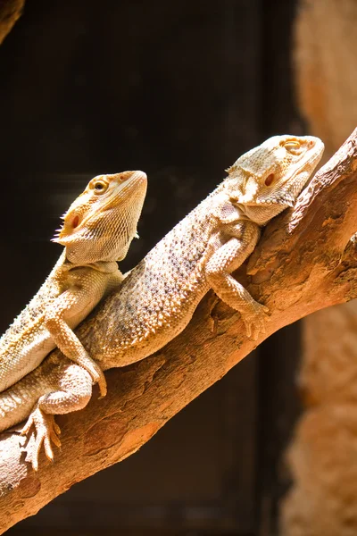 Sakallı dragons (pogona vitticeps çiftleşme) — Stok fotoğraf