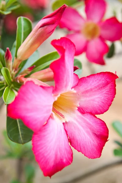 花の背景。熱帯花ピンク アデニウム. — ストック写真