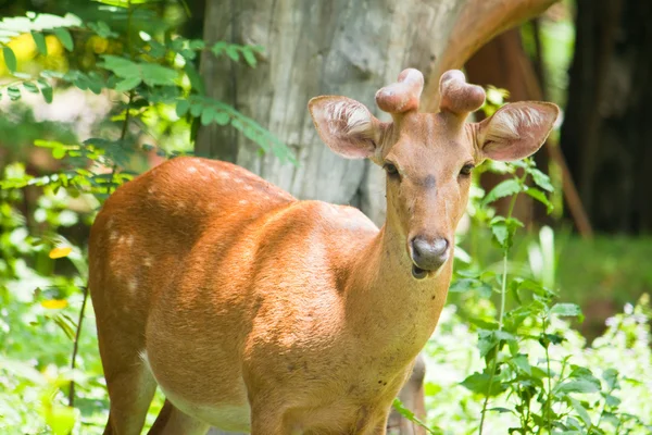 Young fallow deer close up — Stock Photo, Image