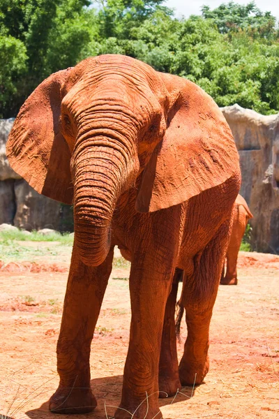 Elefante africano — Foto Stock