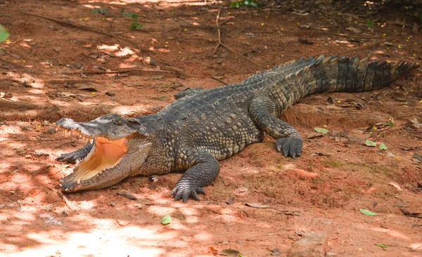 Gevaarlijke alligator met open mond — Stockfoto