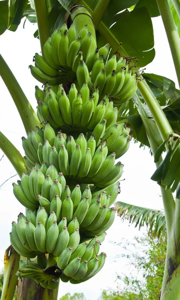 Plátanos verdes en un árbol, Tailandia . —  Fotos de Stock