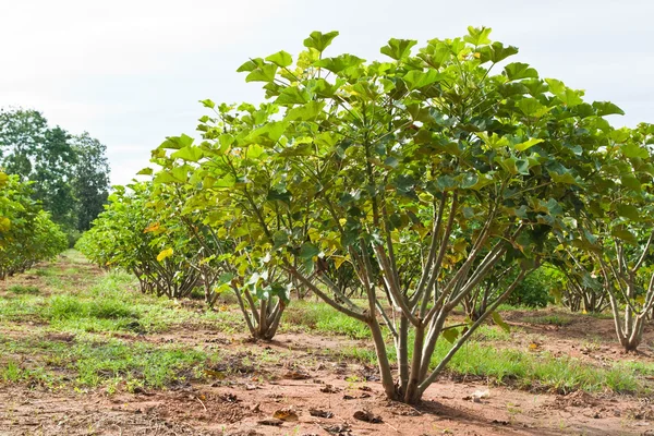 Planta de jatrofa en el campo de Tailandia —  Fotos de Stock