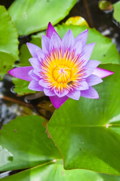 Purple water lilly on water background with leaves. — Stock Photo, Image