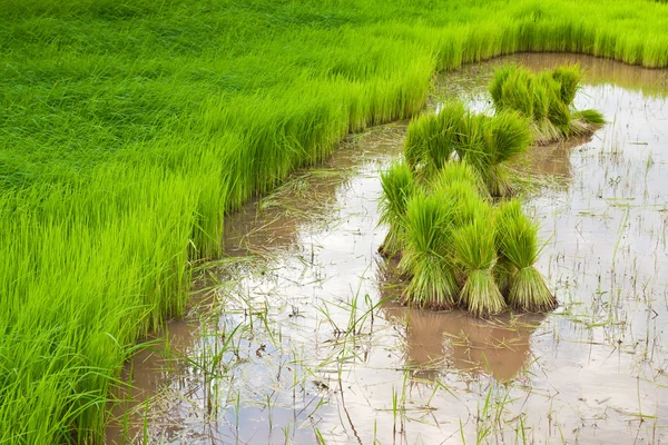 Arroz paddy no campo — Fotografia de Stock