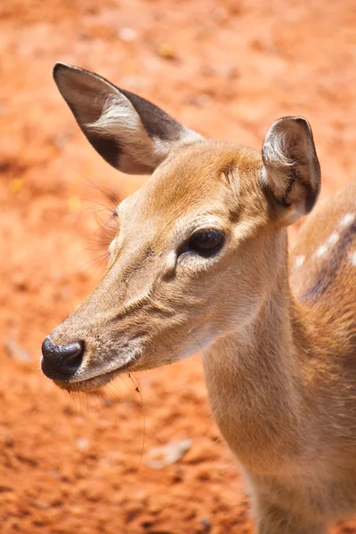 Fallow deer close up — Stock Photo, Image