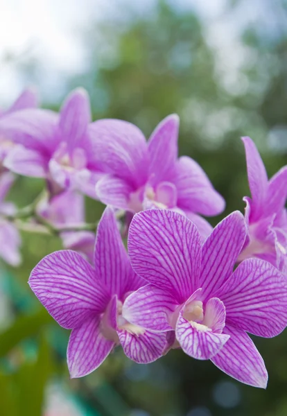 Beautiful purple orchid on green leaf background. — Stock Photo, Image