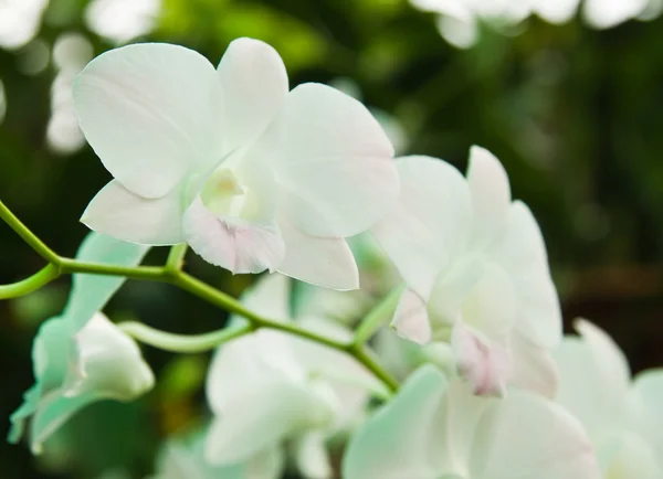 Όμορφη λευκή ορχιδέα σε φόντο πράσινο φύλλα. — Φωτογραφία Αρχείου
