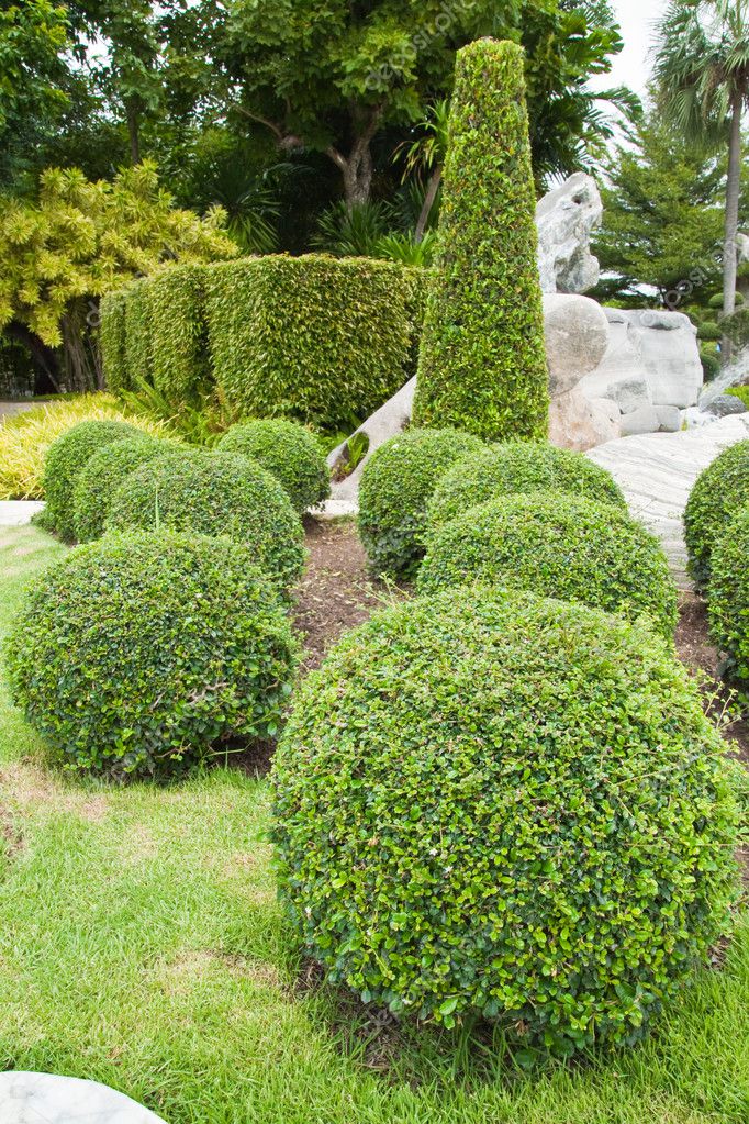 Beautiful dwarf tree in the garden. — Stock Photo © satit_srihin 32300357