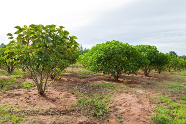 kırsal Tayland tesiste Jatropha