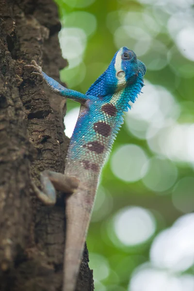 Fechar de iguana azul, Tailândia . — Fotografia de Stock