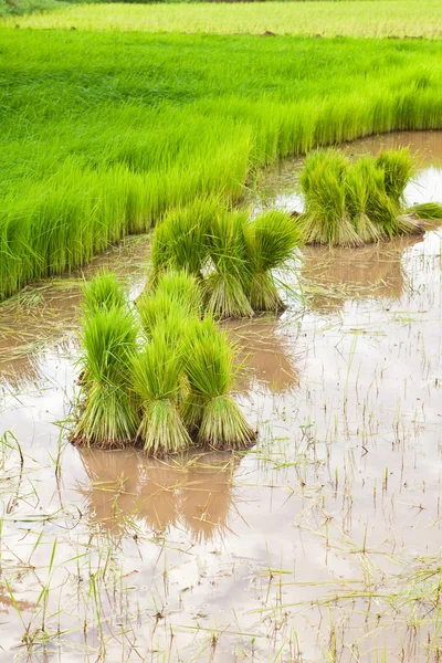 Arroz paddy no campo — Fotografia de Stock