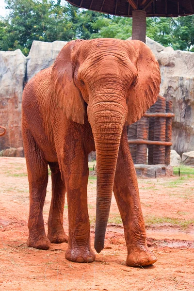 Slon africký — Stock fotografie