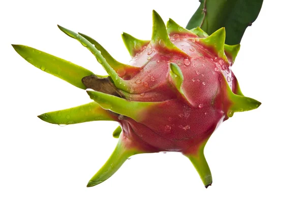 Dragon fruit op een boom isoleren op witte achtergrond — Stockfoto