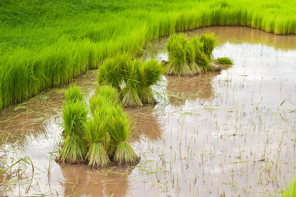 Падди рис в поле — стоковое фото