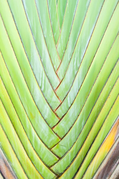 Textura da árvore do viajante ou fã de banana — Fotografia de Stock