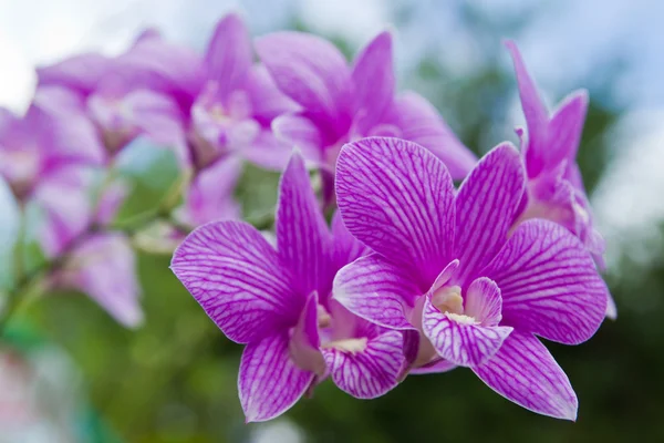 Beautiful purple orchid on green leaf background. — Stock Photo, Image