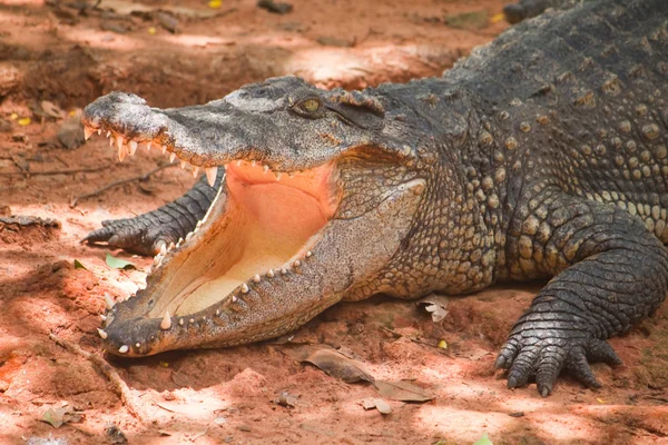 Gevaarlijke alligator met open mond — Stockfoto