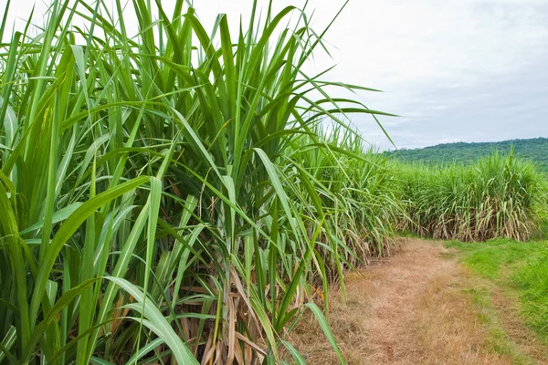 Cana de açúcar e estrada para a planta . — Fotografia de Stock