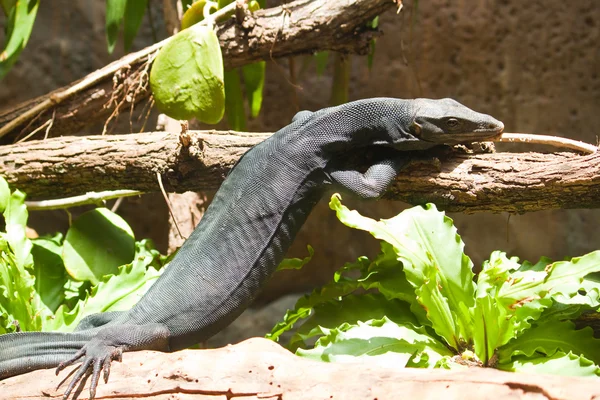 Monitor negro (Varanus salvator komaini ). — Foto de Stock