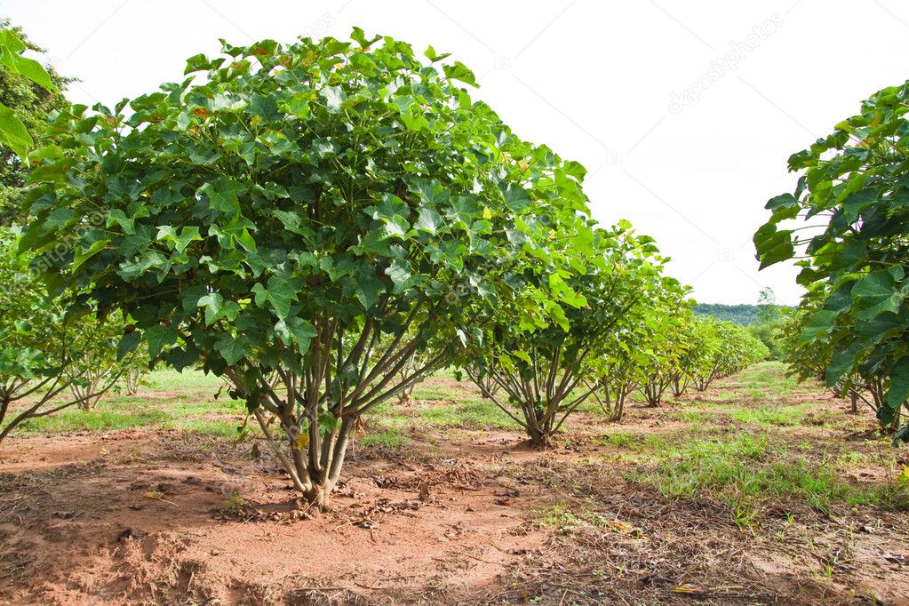 Jatropha plant in countryside of Thailand