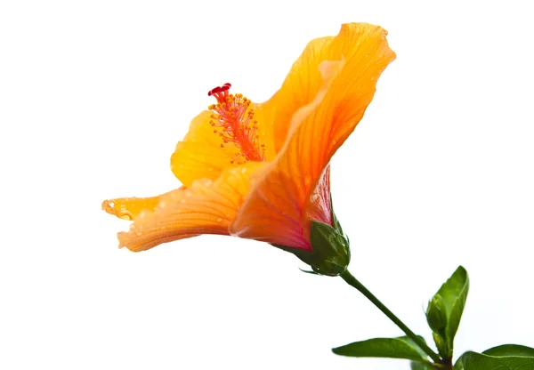 Hibiscus, aislado de flores tropicales sobre fondo blanco . —  Fotos de Stock