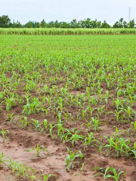 Jonge maïs planten en suikerriet plant achtergrond — Stockfoto