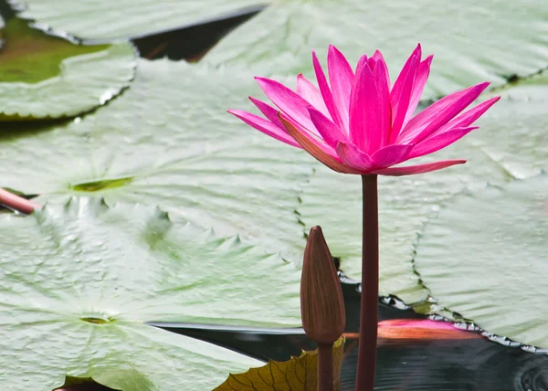 Pink water lily with leafs as background over water — Stock Photo, Image