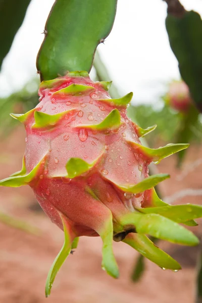 Dragon fruit op een boom — Stockfoto