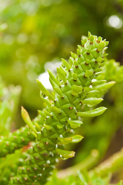 Tropical green cactus,abstract for back ground. — Stock Photo, Image