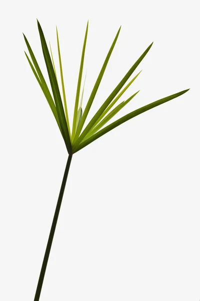 Singolo ramo di erba verde da vicino isolare sul backgroun bianco — Foto Stock