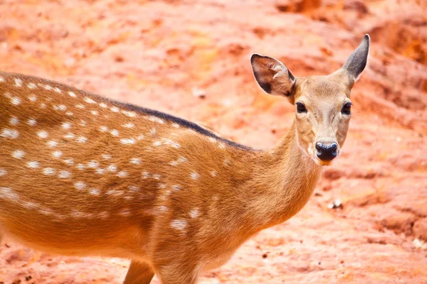 Fallow deer close up — Stock Photo, Image