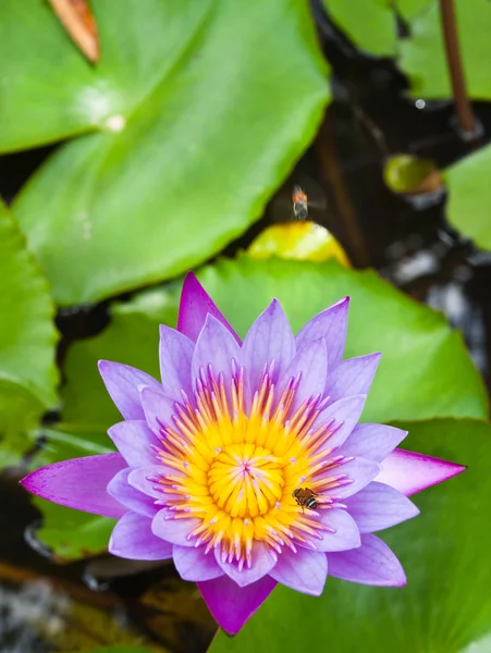 Lila Seerose auf Wasserhintergrund mit Blättern. — Stockfoto