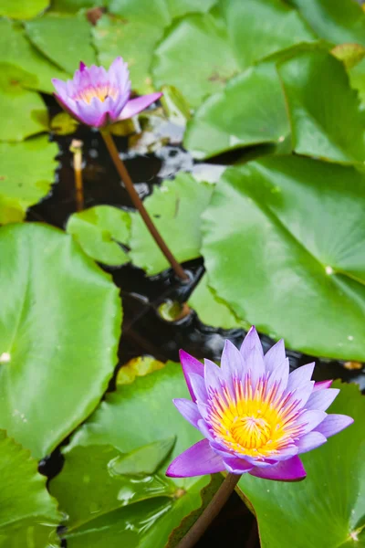 Zwei lila Seerose auf Wasser Hintergrund mit Blättern. — Stockfoto