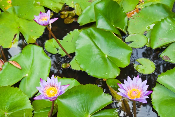Drei lila Seerose auf Wasser Hintergrund mit Blättern. — Stockfoto