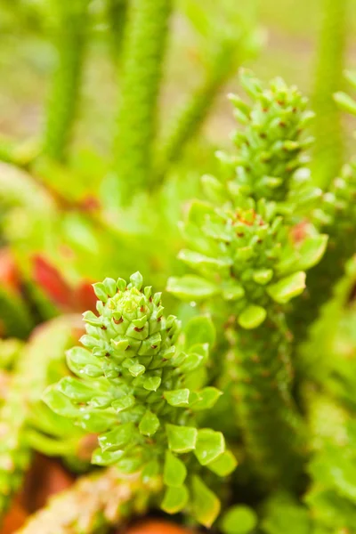 Cactus verde tropicale, astratto per il fondo . — Foto Stock