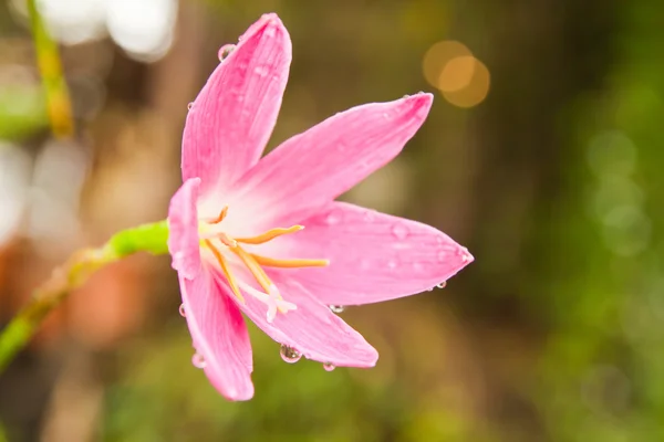 Tropical Flowers — Stock Photo, Image