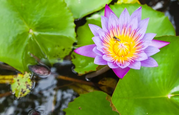 Purple water lilly on water background with leaves. — Stock Photo, Image