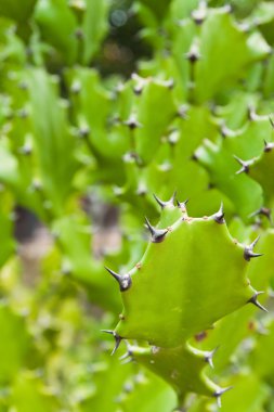doğa zemin üzerine yeşil kaktüs.